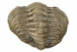 Wide, Enrolled Eldredgeops Trilobite Fossil - Ohio #191123-3